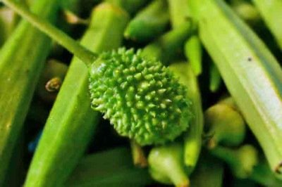 <p>Com sabor levemente amargo e textura crocante, o maxixe é comum no Norte e Nordeste do Brasil. A hortaliça pode ajudar na saciedade e possui propriedades diuréticas que auxiliam na eliminação de líquidos.</p>
 -  (crédito: Flickr Dyana Mara)