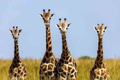 <p>O longo pescoço da girafa é uma das características mais marcantes do reino animal. Curiosamente, há diferenças de tamanho entre machos e fêmeas, além de outras particularidades desse animal.</p>
 -  (crédito:  Imagem de R N por Pixabay)