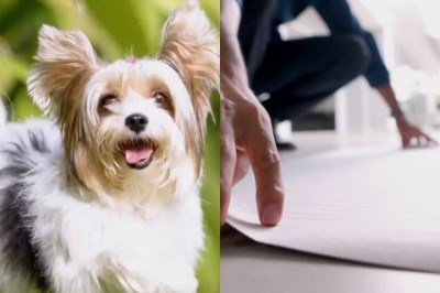 <p>Inspirado pela sua cadela Cindy, da raça yorkshire, um empresário de Atibaia, município de São Paulo, decidiu criar um tapete higiênico ecológico para pets.</p>
 -  (crédito: Montagem/Reproduc?a?o/TV Globo)