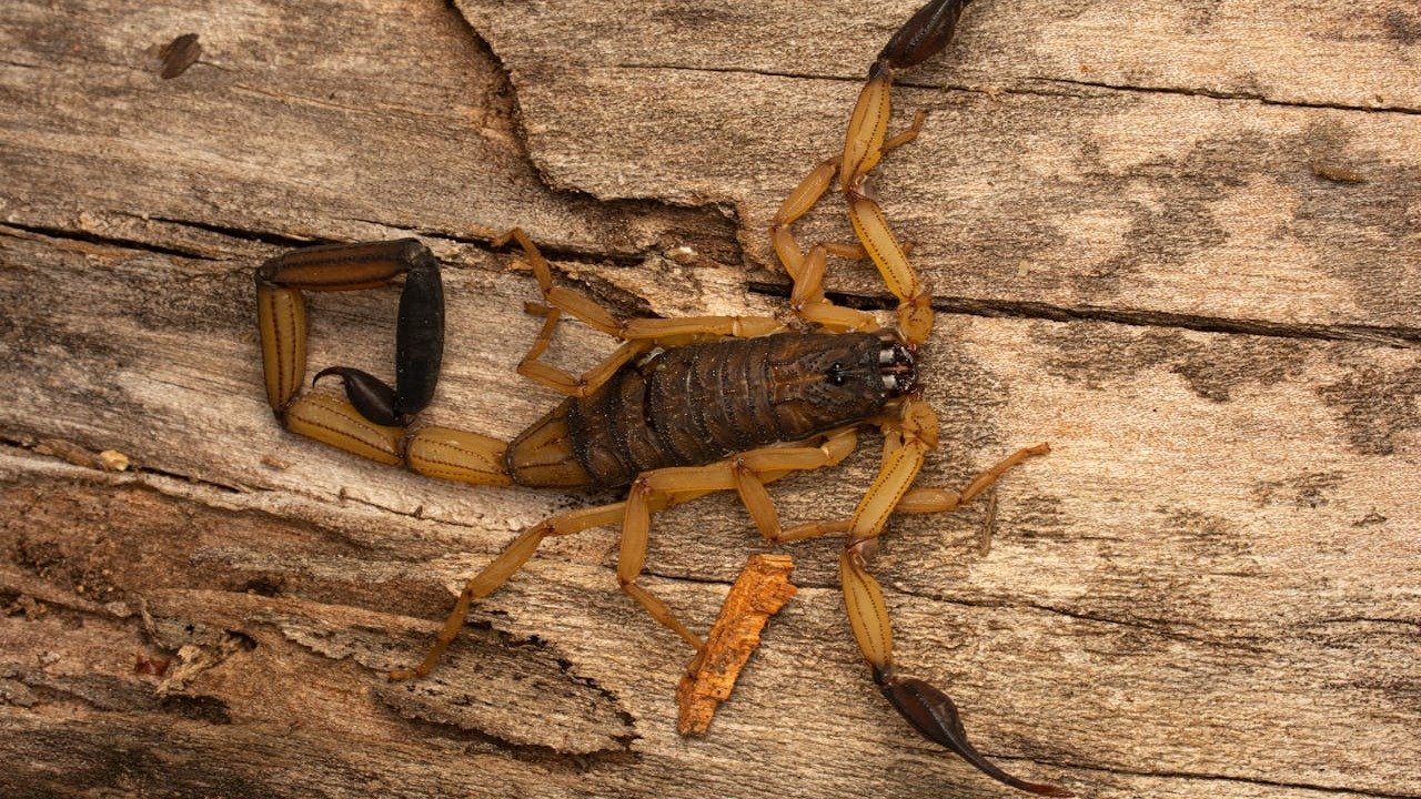 Escorpiões em casa: 7 dicas para proteger sua família e seus pets - Alejandro Orozco/ Pexels