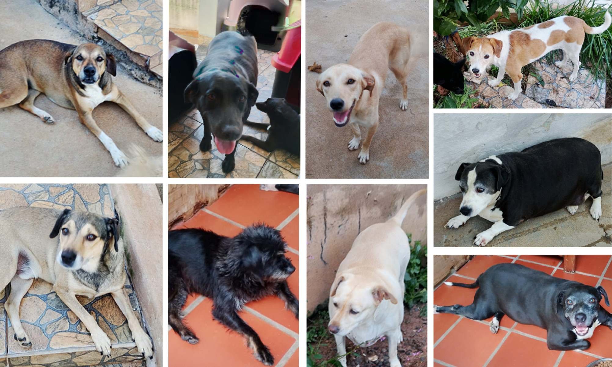 14 cães adultos precisam de novos lares depois de morte da cuidadora - Lourdes Machado/Divulga&ccedil;&atilde;o