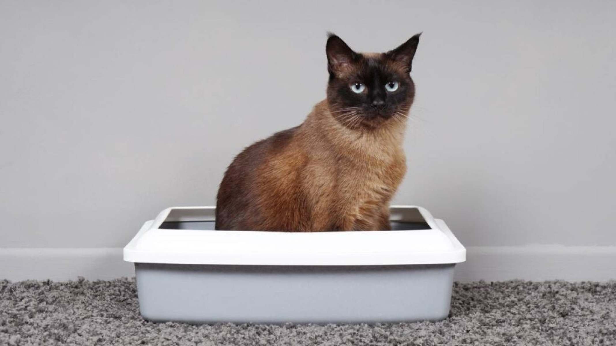 Areia para gatos e traços de radioatividade: mito ou realidade? - Portal Giro 10