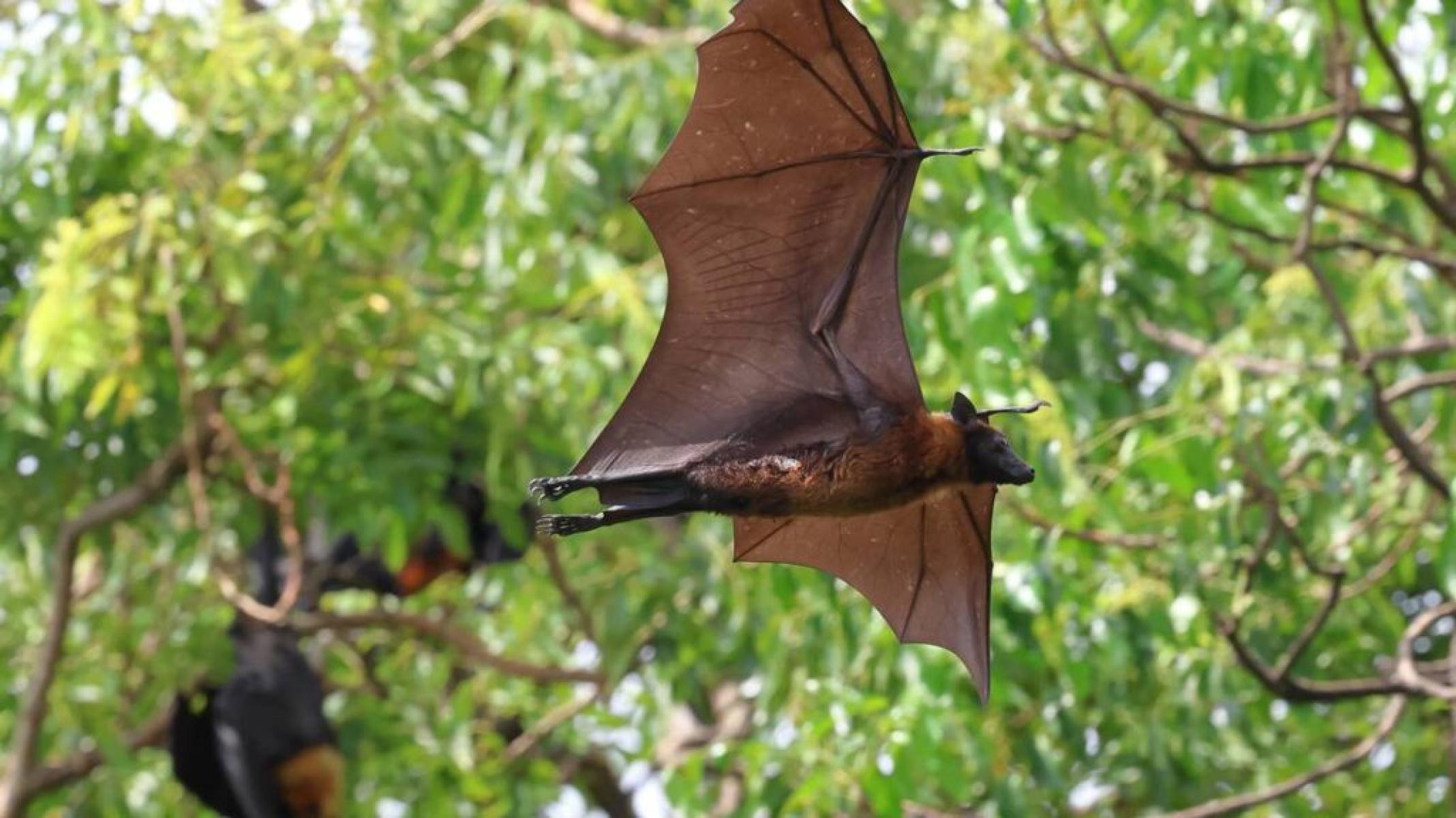 Vírus Nipah: como é transmitido e como se proteger? - Portal Giro 10