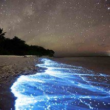 Bioluminescência e ‘pulmão da Terra’: veja a origem e o papel dos plânctons na natureza - Flickr Doug Perrine