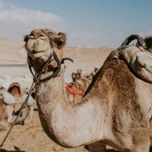 Camelos são desclassificados de concurso de beleza por botox e silicone - FreePik