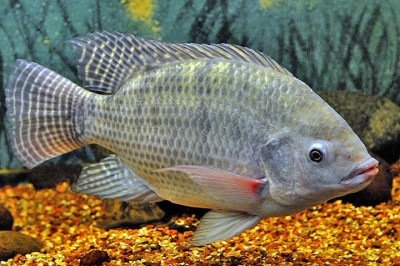 Til&aacute;pia do Vietn&atilde; amea&ccedil;a produ&ccedil;&atilde;o mineira -  (crédito: Germano Roberto Sch&uuml;&uuml;r - Wikim&eacute;dia Commons)