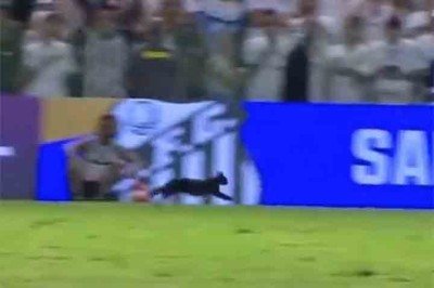 <p>A crença de que gatos pretos trazem má sorte surgiu na Idade Média, quando eram associados a bruxarias e forças das trevas. Apesar disso, ainda hoje algumas pessoas mantêm essa superstição sobre esses felinos.</p>
 -  (crédito:  Reprodução Cazé TV)