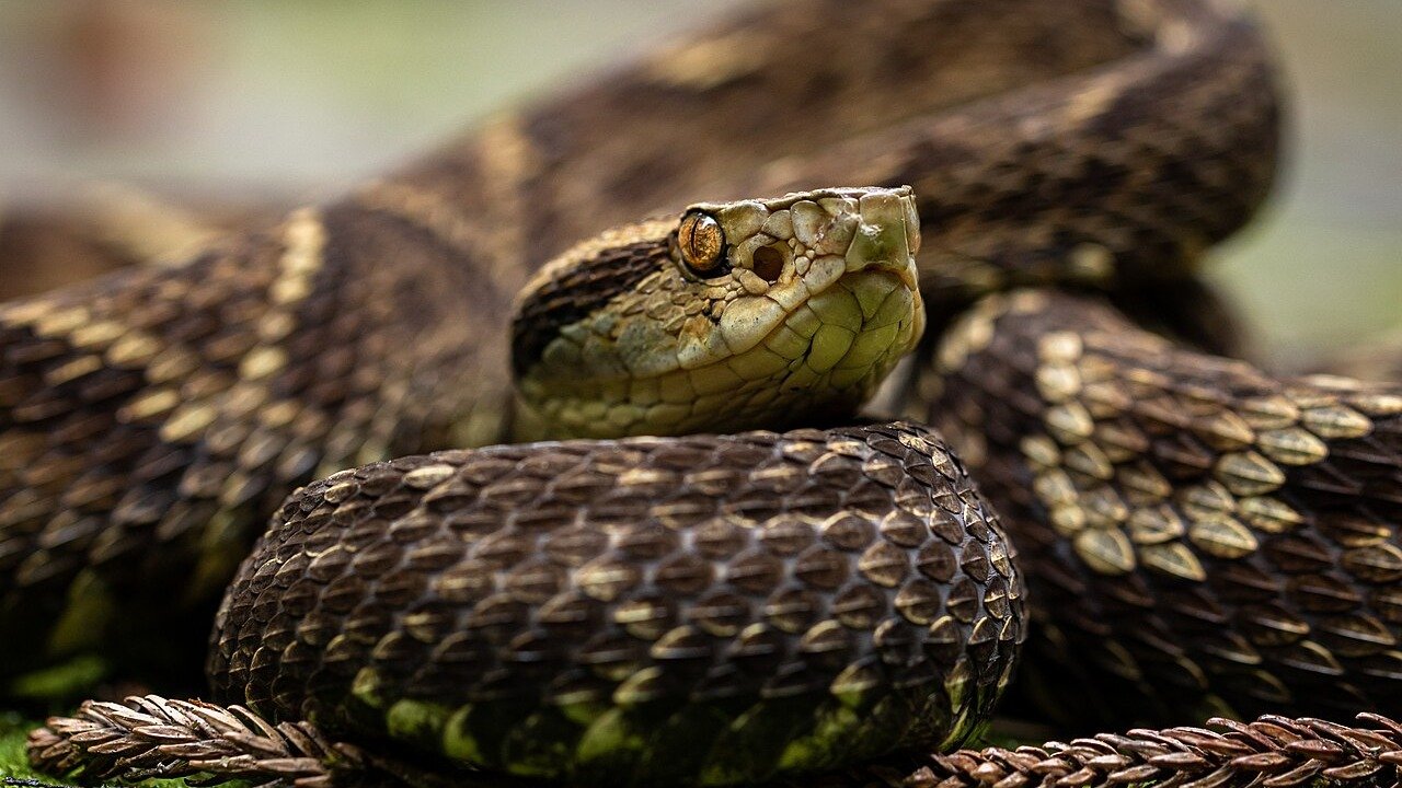 Quais as cobras mais venenosas de Minas Gerais e onde elas vivem - Rafael Menegucci, CC BY-SA 4.0/ Wikmedia Commons