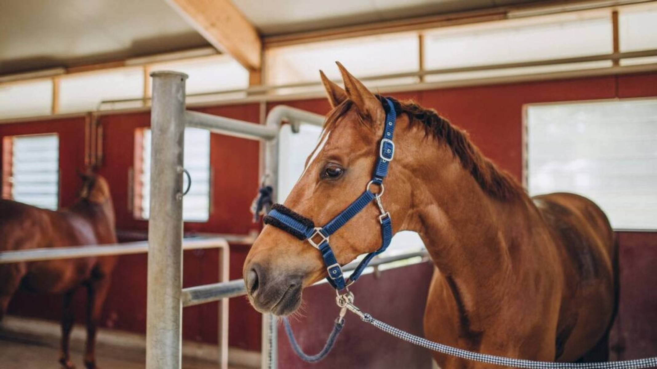 Por que Ocala é conhecida como capital mundial do cavalo? - Portal Giro 10