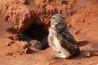 <p>A variedade de ninhos mostra como as aves se adaptam aos diferentes ambientes. Eles podem ser feitos com galhos, folhas, barro ou fibras e apresentam formatos diversos, garantindo proteção aos filhotes durante o período reprodutivo.</p>
 -  (crédito: Flickr mauro halpern)