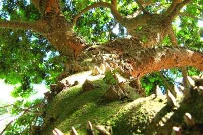 <p>O nome Brasil vem da árvore pau-brasil, conhecida pela madeira avermelhada que lembrava brasas. Assim como ocorre com o país, os nomes de outras nações da América do Sul também têm origens históricas, culturais ou geográficas que ajudam a explicar suas denominações.</p>
 -  (crédito: Mauroguanandi wikimedia commons)