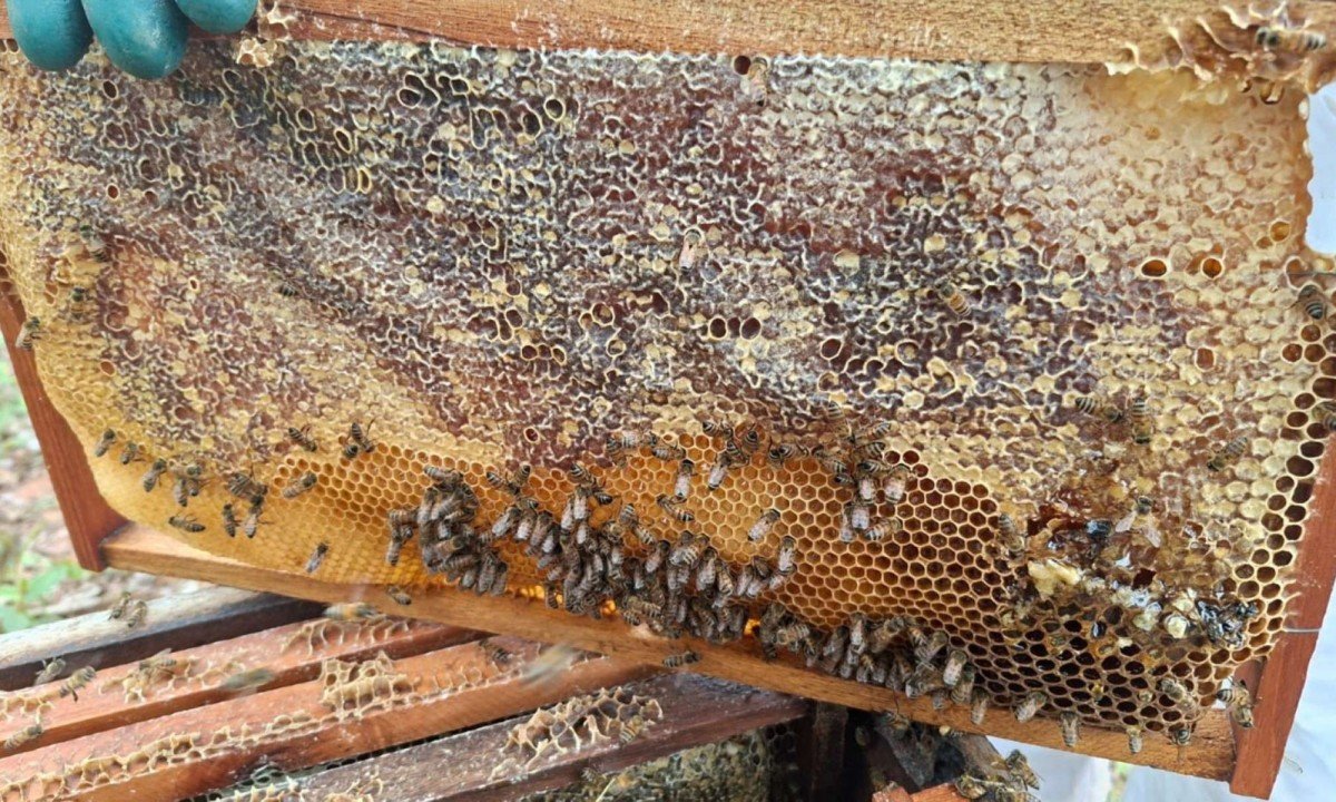 O produto do Norte de Minas apresenta propriedades medicinais que s&atilde;o um diferencial