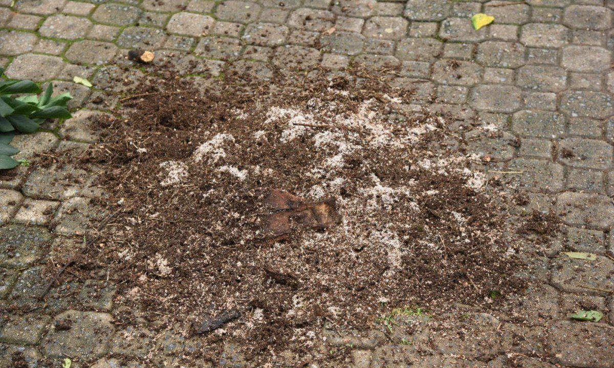 Grande quantidade de p&oacute; de cupim pr&oacute;ximo ao tronco da &aacute;rvore, o que pode indicar que a estrutura estava comprometida