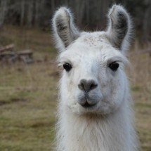 Quem produz lã mais macia? Qual a mais sociável? Saiba as semelhanças e diferenças entre lhamas e alpacas - vicky von nicoll/Pixabay