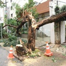 Árvore cai e atinge duas casas no Bairro Funcionários, em BH - Gladyston Rodrigues/EM/D.A.Press