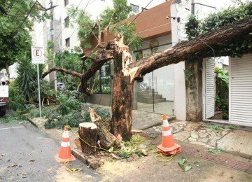 &Aacute;rvore de grande porte cai na Rua Cear&aacute;, no Bairro Funcion&aacute;rios. Detalhe do p&oacute; do ninho de cupim -  (crédito: Gladyston Rodrigues/EM/D.A.Press)