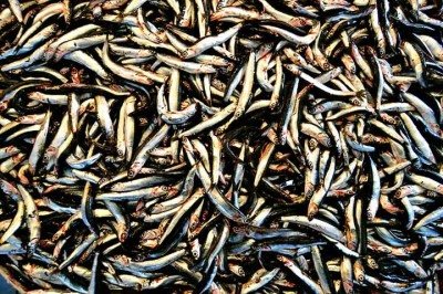 <p>A anchova é um peixe de água salgada de coloração azulada, bastante consumido em diversas regiões do mundo. É popular no Brasil, na Itália, na Espanha e em partes da Ásia, além de oferecer benefícios nutricionais.</p>
 -  (crédito: Imagem de sezer bulut por Pixabay)