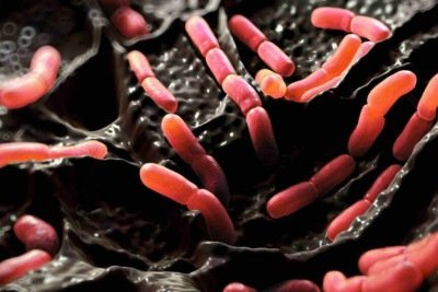 Intestino saud&aacute;vel, mente saud&aacute;vel: a rela&ccedil;&atilde;o entre microbiota e imunidade -  (crédito: Portal Giro 10)