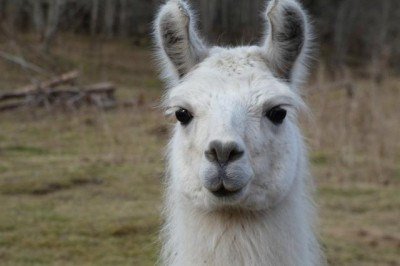 <p>O formato da cabeça também ajuda a distinguir os dois animais. A lhama possui focinho mais comprido e orelhas alongadas, frequentemente descritas como em formato de “banana”, curvadas para dentro.</p>
 -  (crédito: vicky von nicoll/Pixabay)