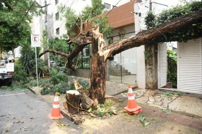 &Aacute;rvore de grande porte cai na Rua Cear&aacute;, no Bairro Funcion&aacute;rios. Detalhe do p&oacute; do ninho de cupim -  (crédito: Gladyston Rodrigues/EM/D.A.Press)