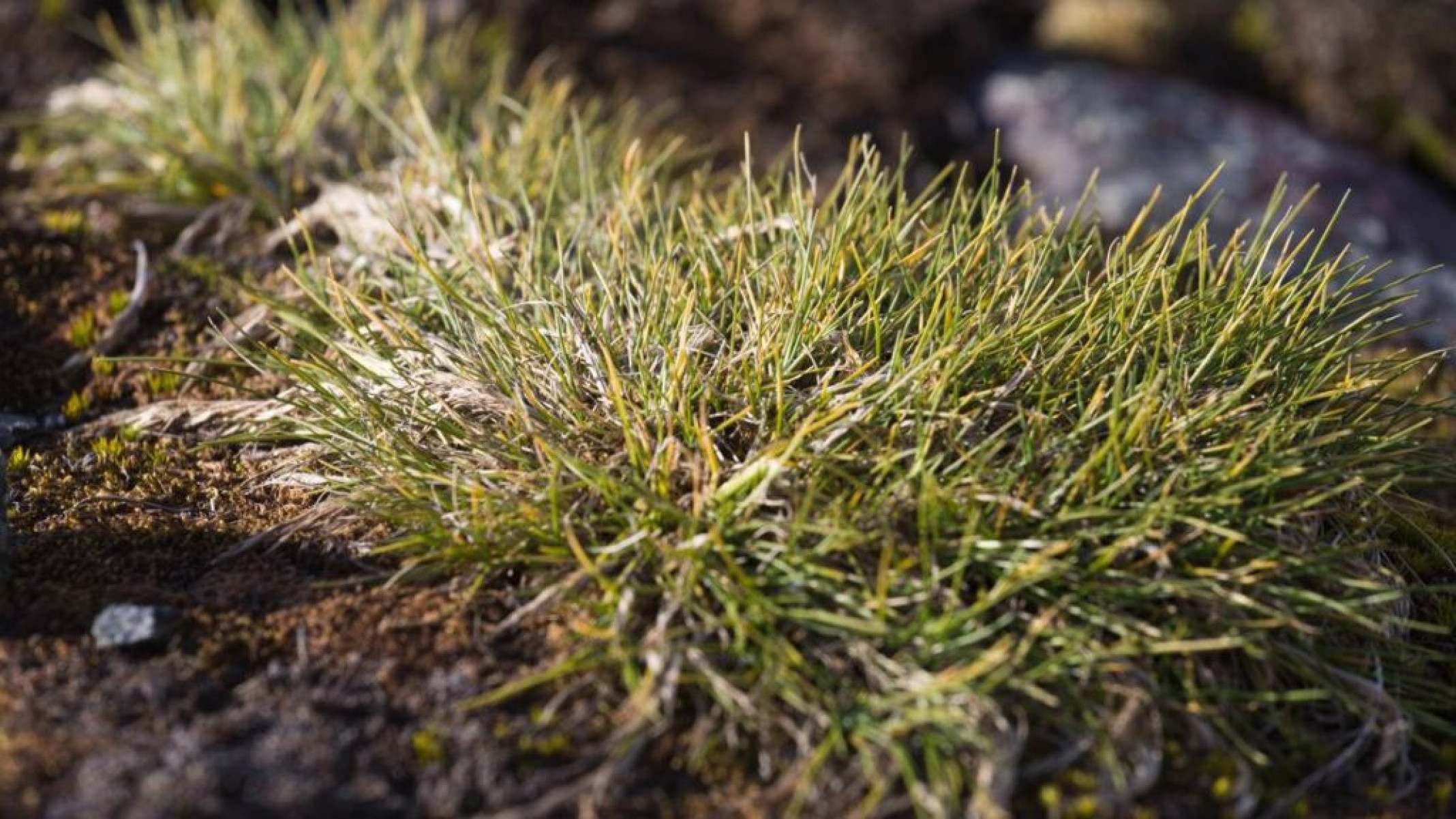 Capim-de-cabelo-antártico: a planta que sobrevive ao frio extremo - Portal Giro 10