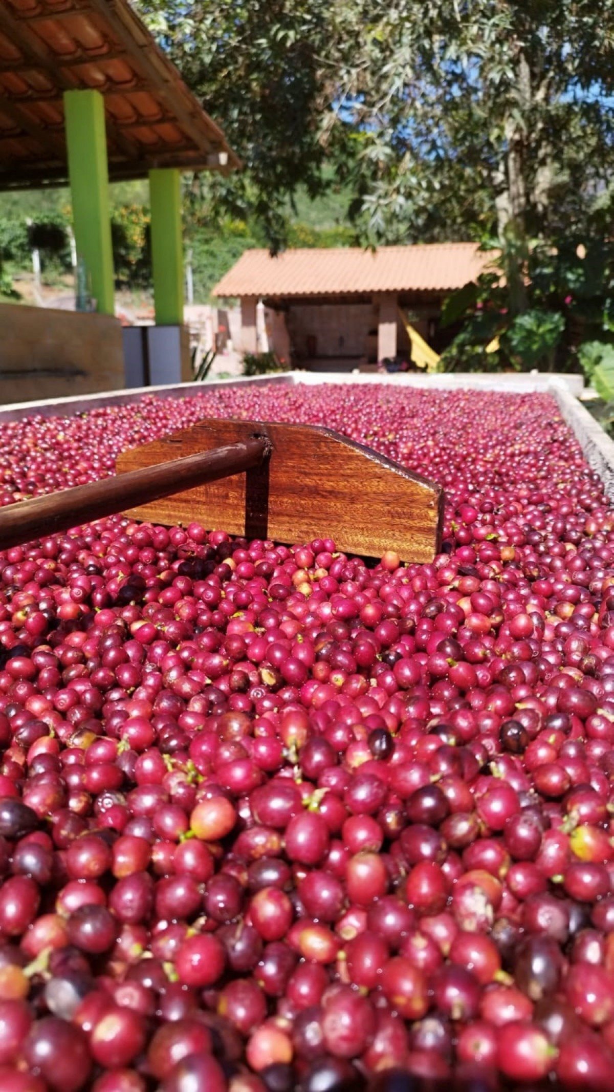 Para obter o selo de Denomina&ccedil;&atilde;o de Origem (DO), o caf&eacute; especial precisa atingir ao menos 80 pontos na avalia&ccedil;&atilde;o sensorial