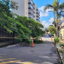Árvore em escola cai e interdita parcialmente rua em BH; veja local - Gladyston Rodrigues/EM/D.A.Press