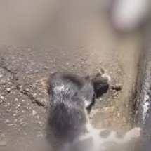 Três gatos são encontrados mortos com sinais de crueldade na Grande BH - Reprodução/Redes Sociais 