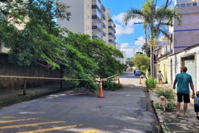 Árvore  Flamboyant de grande porte, que fica dentro da Escola Estadual Mendes Pimentel -  (crédito: Gladyston Rodrigues/EM/D.A.Press)