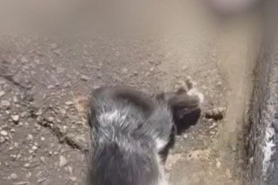 Os animais foram encontrados com marcas de tortura -  (crédito: Reprodução/Redes Sociais )