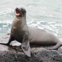 Orelhas, nadadeiras e presas: as diferenças entre focas, leões-marinhos e morsas - sebastian_photos/Pixabay