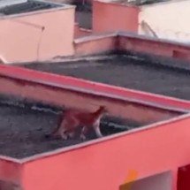 Onça é vista em telhados de casas em Esmeraldas - CBMMG