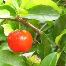 Brasil é potência na exportação de acerola, rica em vitamina C - wikimedia commons Mateus Hidalgo