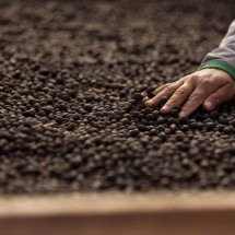 Café da Chapada de Minas tem Indicação Geográfica reconhecida - Sebrae Divulga&ccedil;&atilde;o