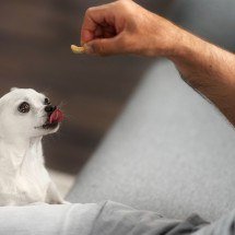 Petiscos de pets: como incluir na rotina de forma estratégica? - FreePik