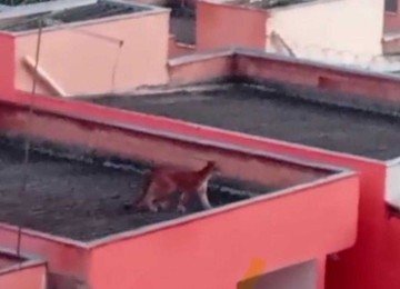 Onça anda por bairro São Pedro em Esmeraldas, região metropolitana de BH -  (crédito: CBMMG)