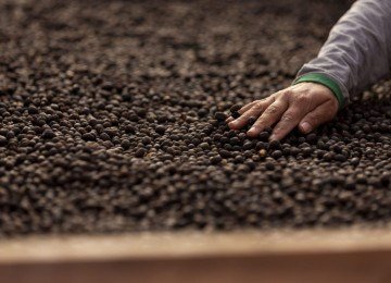 Conquista &eacute; fruto de um intenso trabalho focado na melhoria da qualidade do gr&atilde;o -  (crédito: Sebrae Divulga&ccedil;&atilde;o)