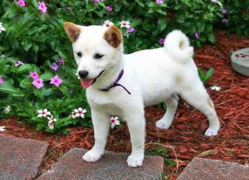 <p>Originário do Japão, o Shiba Inu é provavelmente o menor cachorro asiático. Esses cães são extremamente resistentes e muito fiéis.</p>
 -  (crédito: Imagem de Ron por Pixabay)