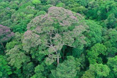 <p>Um estudo publicado na revista New Phytologist revelou que algumas árvores tropicais, especialmente a Dipteryx oleifera, não apenas sobrevivem a raios como também “tiram proveito” deles. A pesquisa foi conduzida pelo ecologista florestal Evan Gora, do Instituto Cary de Estudos do Ecossistema, no Panamá.</p>
 -  (crédito: Divulgação/Evan Gora/Instituto Cary de Estudos do Ecossistema)