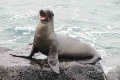 <p>Focas, leões-marinhos e morsas pertencem ao mesmo grupo de mamíferos marinhos chamado pinnípedes. Embora tenham aparência semelhante à primeira vista, existem diferenças claras entre eles. Confira a seguir!</p>
 -  (crédito: sebastian_photos/Pixabay)
