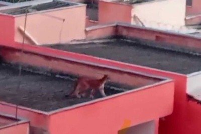 Onça anda por bairro São Pedro em Esmeraldas, região metropolitana de BH -  (crédito: CBMMG)