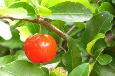 <p>O Brasil é o maior exportador de acerola orgânica do mundo. A Região Nordeste é a que mais se destaca na produção desta fruta, principalmente Pernambuco, Ceará e Sergipe. O clima quente e úmido da região, com chuvas bem distribuídas, cria um ambiente perfeito para o florescimento das aceroleiras.</p>
 -  (crédito: wikimedia commons Mateus Hidalgo)