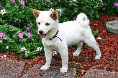 <p>Originário do Japão, o Shiba Inu é provavelmente o menor cachorro asiático. Esses cães são extremamente resistentes e muito fiéis.</p>
 -  (crédito: Imagem de Ron por Pixabay)