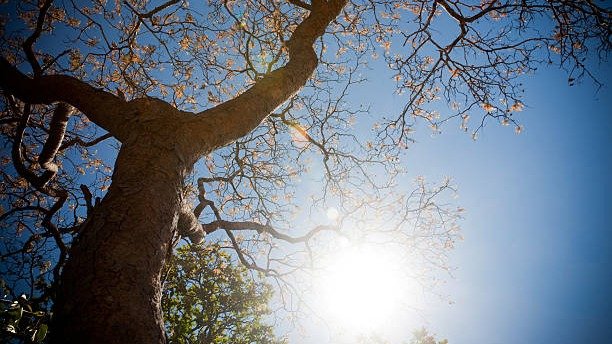 A esta&ccedil;&atilde;o de outono, com a redu&ccedil;&atilde;o das chuvas e o ar mais seco, &eacute; marcada por c&eacute;us limpos e mudan&ccedil;as na folhagem. -  (crédito: iStock)