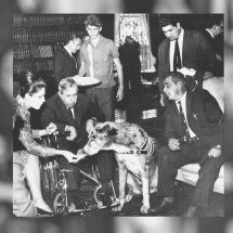 O cão que calculava - Arquivo pessoal