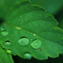 Frescor nas plantas: descubra como surgem as gotas de orvalho - Pixabay