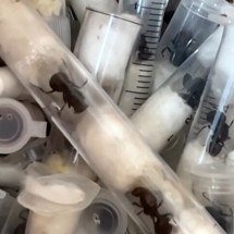 Chinês é preso no Quênia ao tentar contrabandear milhares de formigas - Reprodução de vídeo/YouTube Reuters