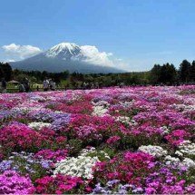 Evento floral reúne cores e turistas aos pés do Monte Fuji -  Instagram @visitjapan.us