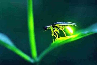 <article class='text-token-text-primary w-full focus:outline-none [--shadow-height:45px] has-data-writing-block:pointer-events-none has-data-writing-block:-mt-(--shadow-height) has-data-writing-block:pt-(--shadow-height) [&:has([data-writing-block])>*]:pointer-events-auto scroll-mt-(--header-height)' dir='auto' tabindex='-1' data-turn-id='41c2dcef-191c-4197-b2b9-ee35fdbec343' data-testid='conversation-turn-7' data-scroll-anchor='false' data-turn='user'>
<div class='text-base my-auto mx-au -  (crédito: Reprodução do Youtube)