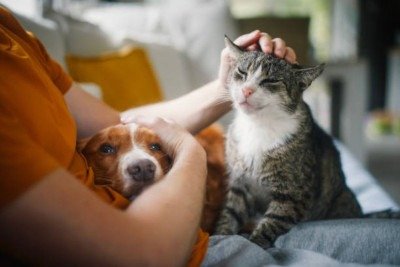 Rações, itens de higiene e brinquedos estão entre os produtos mais procurados por quem busca economia nas compras para pets -  (crédito: iStock)